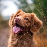 foto de cachorro