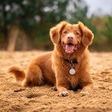 foto de cachorro
