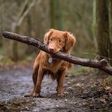 foto de cachorro